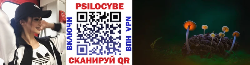 Псилоцибиновые грибы Psilocybe  Купить закладки  Александров 